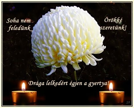 www.tvn.hu_89ce5cc6a9a7e93b9e0a2698bfe1d295.jpg